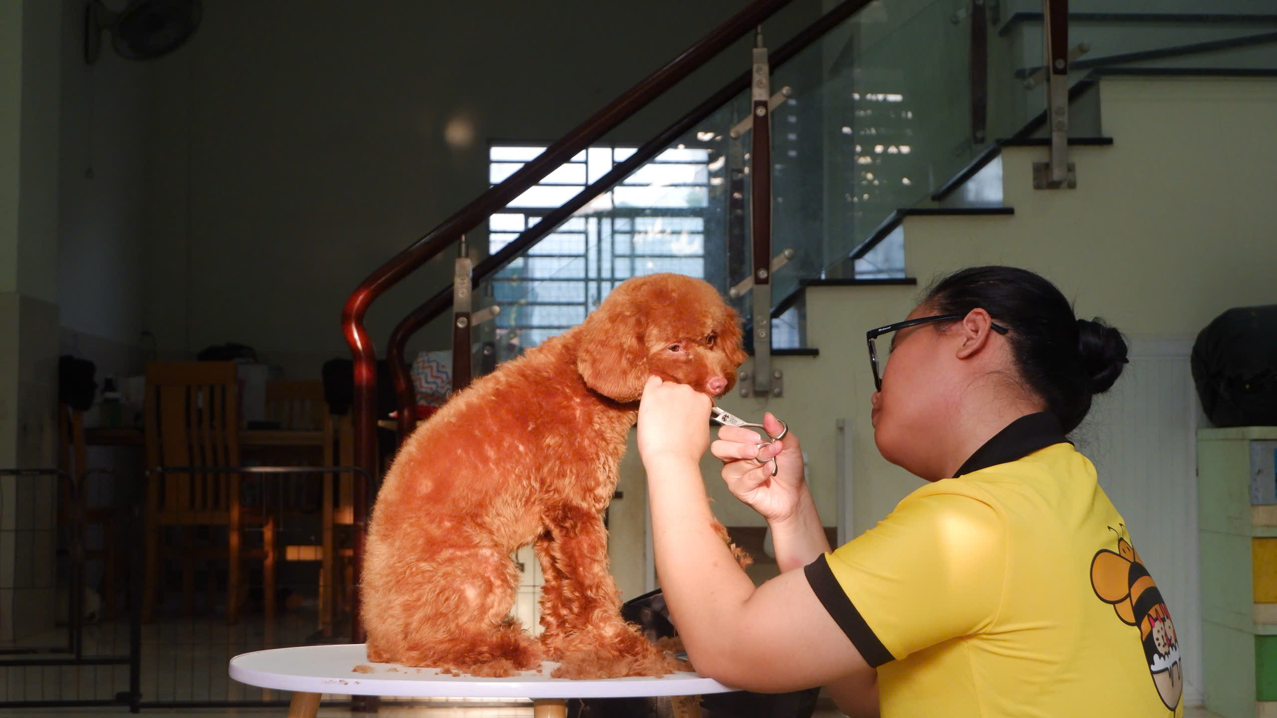 Nhân viên cắt tỉa thú cưng