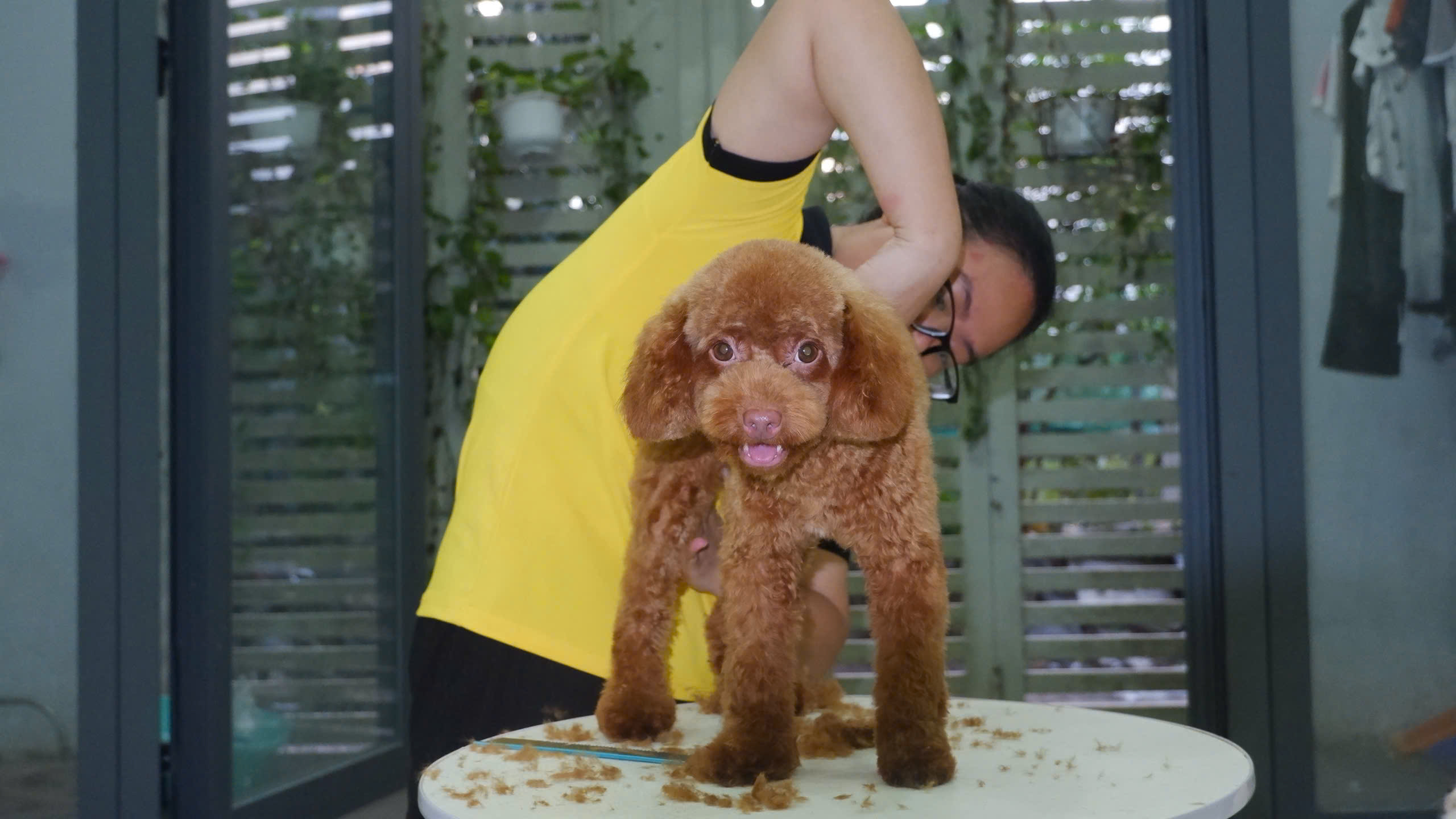 Nhân viên tắm thú cưng